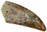 Serrated Raptor Tooth - Real Dinosaur Tooth #353370-1